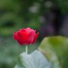 IMG_4527