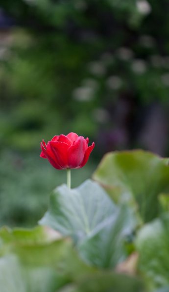 IMG_4527