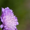 IMG_5517