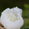 IMG_7060