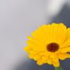 IMG_8551