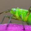 Other Insects