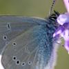 Insects