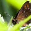 IMG_7094-IMG_7095