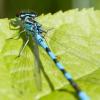 Dragonflies
