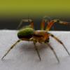 Spidermania