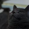 Cats, cats and more cats