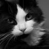 IMG2_4125-bw