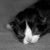 IMG2_4331