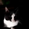 Cats, cats and more cats