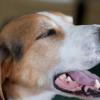 Doggiedogdog